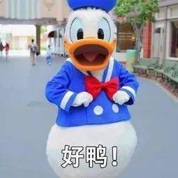 从鸭界新秀到励志典范，黄小鸭的自信与成就之路