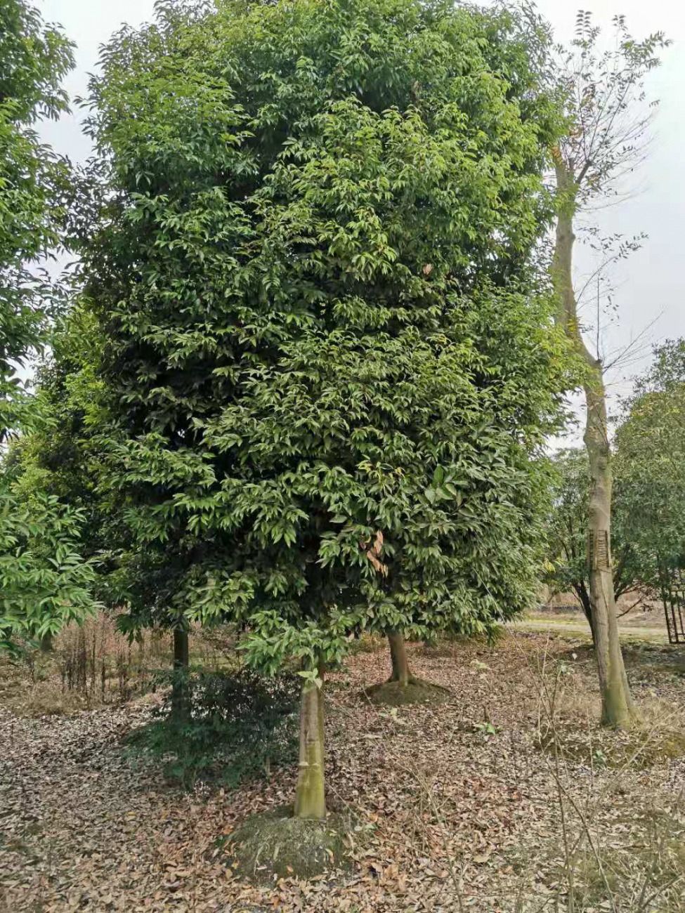 探寻自然秘境，20公分天竺桂最新价格揭秘