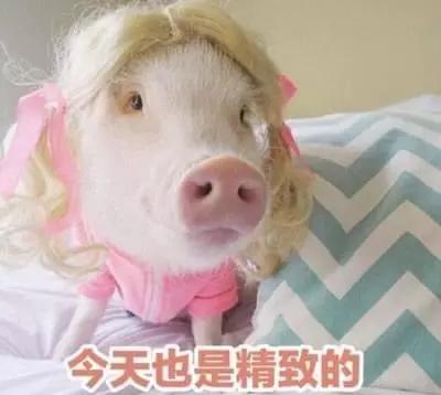 一步青云淮左名猪最新，揭秘猪猪的温馨日常与成长故事